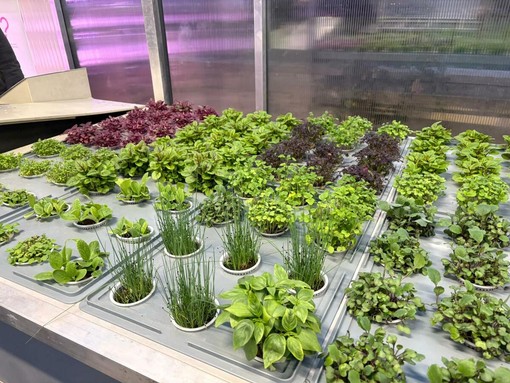 Ranking Shanghai 2026: UniTo nella Top 50 mondiale con Agricultural Sciences Ranking Shanghai 2026: UniTo nella Top 50 mondiale con Agricultural Sciences