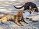 A Mirafiori Sud i gatti cercano volontari: basta un’ora (e tanto amore)