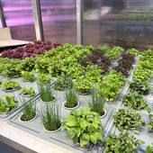 Ranking Shanghai 2026: UniTo nella Top 50 mondiale con Agricultural Sciences Ranking Shanghai 2026: UniTo nella Top 50 mondiale con Agricultural Sciences