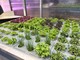 Ranking Shanghai 2026: UniTo nella Top 50 mondiale con Agricultural Sciences Ranking Shanghai 2026: UniTo nella Top 50 mondiale con Agricultural Sciences