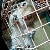 Sono sempre di più gli scoiattoli presenti in città, ma portano anche dei danni Sono sempre di più gli scoiattoli presenti in città, ma portano anche dei danni