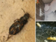 In via Nizza un “locale da incubo”: blatte e insetti morti nel frigo e sotto il bancone del locale [FOTO]