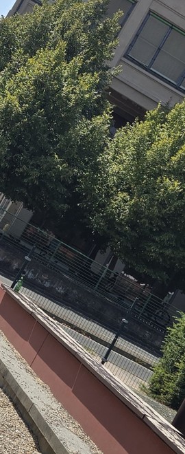 Nuove segnalazioni di degrado in via Fenoglietti, Nizza Millefonti Nuove segnalazioni di degrado in via Fenoglietti, Nizza Millefonti