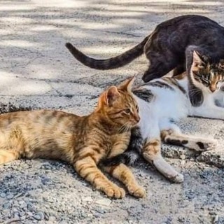 A Mirafiori Sud i gatti cercano volontari: basta un’ora (e tanto amore)