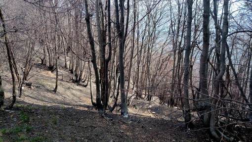 Finanziamento per il recupero dei boschi del Parco Naturale del Monte Tre Denti-Freidour