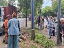 Valanga di firme per salvare gli alberi: la doppia protesta arriva in Comune Valanga di firme per salvare gli alberi: la doppia protesta arriva in Comune
