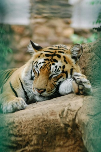 La tigre è il simbolo della biodiversità: proteggerla significa salvare interi ecosistemi