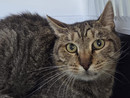 Smarrito un gatto anziano e malato: “Non può sopravvivere da solo” Smarrito un gatto anziano e malato: “Non può sopravvivere da solo”