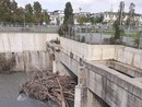 I tronchi e i rami che intasano la Dora preoccupano i cittadini