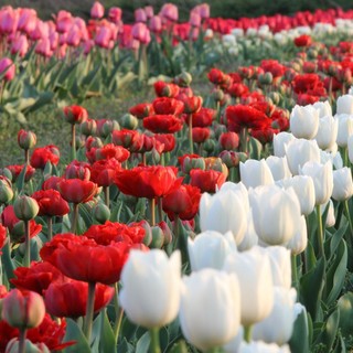 A Grugliasco un'esplosione di fiori e di colori: piantati quasi 500 mila tulipani