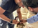 A Moncalieri messa in salvo una tartaruga dispersa (o abbandonata) A Moncalieri messa in salvo una tartaruga dispersa (o abbandonata)