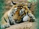La tigre è il simbolo della biodiversità: proteggerla significa salvare interi ecosistemi