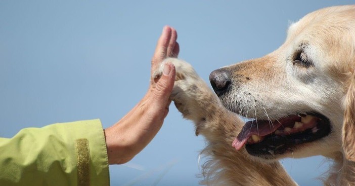All'Università di Torino la prima giornata per la Prevenzione Veterinaria