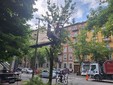 Ancora proteste per il taglio degli alberi in corso Belgio