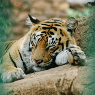 La tigre è il simbolo della biodiversità: proteggerla significa salvare interi ecosistemi