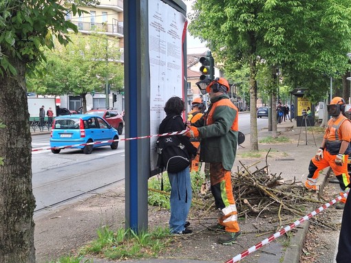 Ancora proteste per il taglio degli alberi in corso Belgio