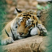 La tigre è il simbolo della biodiversità: proteggerla significa salvare interi ecosistemi