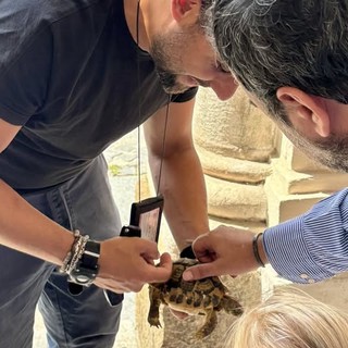 A Moncalieri messa in salvo una tartaruga dispersa (o abbandonata)