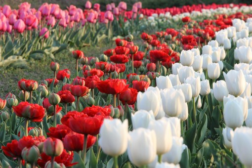 A Grugliasco un'esplosione di fiori e di colori: piantati quasi 500 mila tulipani