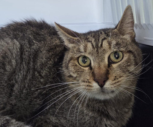 Smarrito un gatto anziano e malato: “Non può sopravvivere da solo”