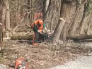 Questa mattina in azione le motoseghe nell'area del Centro per l'educazione sportiva e ambientale: "Patrimonio a rischio"