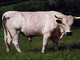 Ritrovato a Nichelino il toro bianco scappato da un allevamento
