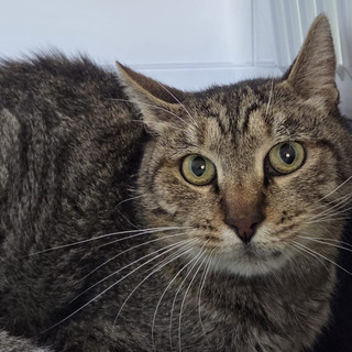 Smarrito un gatto anziano e malato: “Non può sopravvivere da solo”