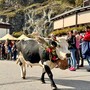 A Usseglio, tutto pronto per la Festa della transumanza e degli orti di montagna