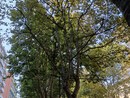 piante malate per gli insetti