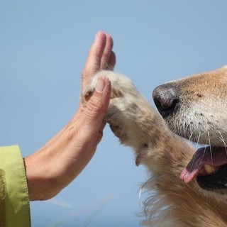 All'Università di Torino la prima giornata per la Prevenzione Veterinaria