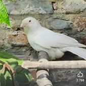 A San Sebastiano uccelli morti per lo shock da spari