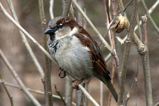 Parte da Torino il progetto Massimo Impatto, per proteggere la biodiversità di tutto il nord ovest Parte da Torino il progetto Massimo Impatto, per proteggere la biodiversità di tutto il nord ovest