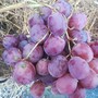 Distretto del Cibo e del Vino del Mombarone, Serra Morenica e Naviglio di Ivrea: rinnovate le cariche, si guarda al futuro