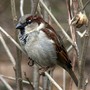 Parte da Torino il progetto Massimo Impatto, per proteggere la biodiversità di tutto il nord ovest