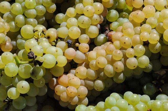 Torino prova a difendere le sue produzioni di vino dai cambiamenti climatici Torino prova a difendere le sue produzioni di vino dai cambiamenti climatici