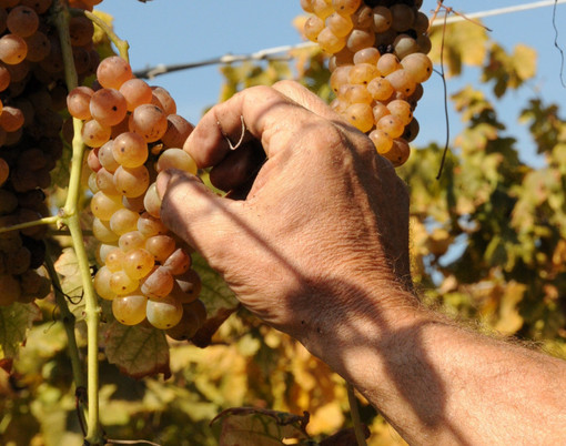 Caluso celebra l’Erbaluce: al via la 93ª Festa dell’Uva tra tradizione, enogastronomia e spettacoli Caluso celebra l’Erbaluce: al via la 93ª Festa dell’Uva tra tradizione, enogastronomia e spettacoli