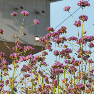 Fiori sul tetto: alla Pista 500 un ciclo di visite dedicate al paesaggio botanico