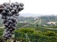 Coldiretti Piemonte: al via il Testo Unico sul vino che dimezza la burocrazia per gli imprenditori vitivinicoli piemontesi