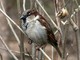 Parte da Torino il progetto Massimo Impatto, per proteggere la biodiversità di tutto il nord ovest Parte da Torino il progetto Massimo Impatto, per proteggere la biodiversità di tutto il nord ovest