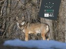 Nichelino, una due giorni alla scoperta del lupo (per aiutare il canile Enpa)