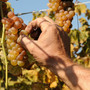 Caluso celebra l’Erbaluce: al via la 93ª Festa dell’Uva tra tradizione, enogastronomia e spettacoli Caluso celebra l’Erbaluce: al via la 93ª Festa dell’Uva tra tradizione, enogastronomia e spettacoli