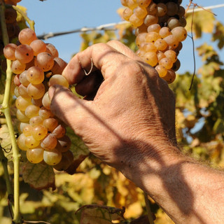 Caluso celebra l’Erbaluce: al via la 93ª Festa dell’Uva tra tradizione, enogastronomia e spettacoli Caluso celebra l’Erbaluce: al via la 93ª Festa dell’Uva tra tradizione, enogastronomia e spettacoli