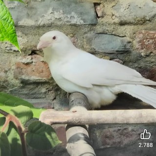 A San Sebastiano uccelli morti per lo shock da spari