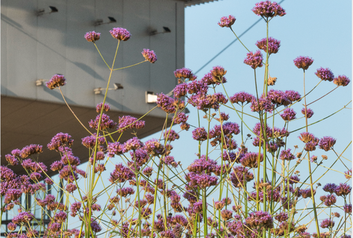 Fiori sul tetto: alla Pista 500 un ciclo di visite dedicate al paesaggio botanico