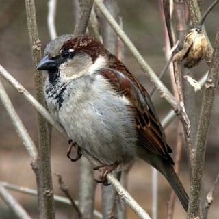 Parte da Torino il progetto Massimo Impatto, per proteggere la biodiversità di tutto il nord ovest Parte da Torino il progetto Massimo Impatto, per proteggere la biodiversità di tutto il nord ovest
