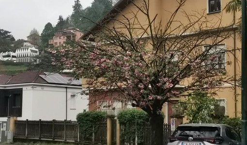 “Viale dei ciliegi” in difficoltà, metà degli alberi scomparsi a Cavoretto