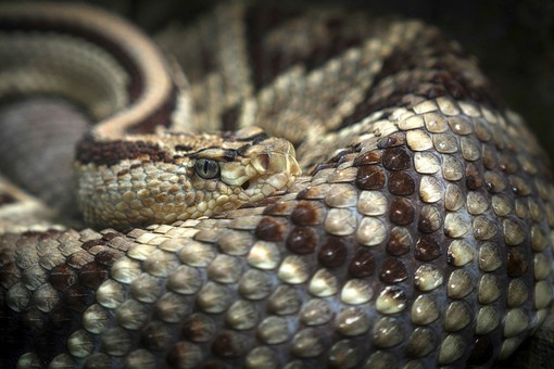 Morso al collo da una vipera che si era infilata nello zaino, 50enne salvato all'ospedale di Rivoli
