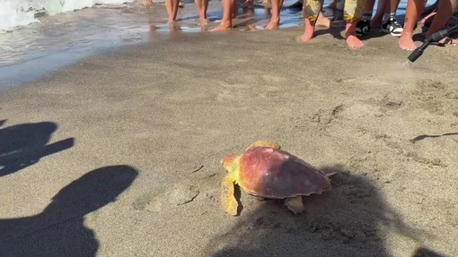 Il ritorno in mare della Caretta caretta Fortuna, un mese fa era stata soccorsa a Maccarese Il ritorno in mare della Caretta caretta Fortuna, un mese fa era stata soccorsa a Maccarese