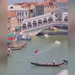 Venezia, avvistato un delfino nel Canal Grande. Il sindaco: "Proteggiamolo"