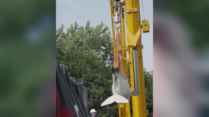 Quattro beluga cambiano 'casa', il viaggio in camion e aereo dei cetacei bianchi